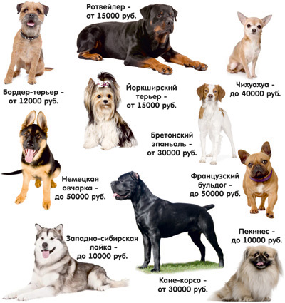 44 породы маленьких собак, которые станут идеальными компаньонами